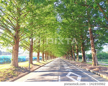 沿著牧野鎮兩旁綠樹成蔭的公路行駛 142850982