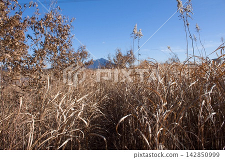 冬日枯黃的草地,遠處是筑波山。 冬日枯黃的草地,遠處是筑波山。 142850999