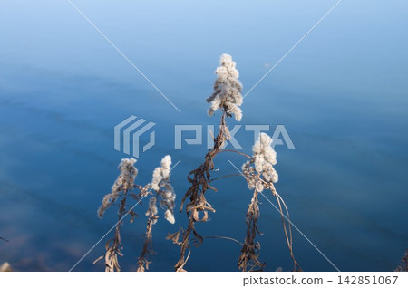 Deadwater on the waterside Deadwater on the waterside 142851067