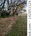 A Shiba Inu dog strolling through a park covered in fallen leaves, surrounded by autumn scenery. 142851124