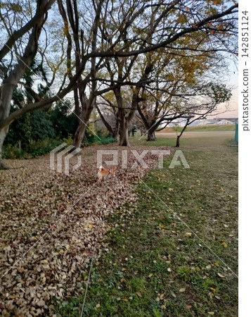 A Shiba Inu dog strolling through a park covered in fallen leaves, surrounded by autumn scenery. A Shiba Inu dog strolling through a park covered in fallen leaves, surrounded by autumn scenery. 142851124