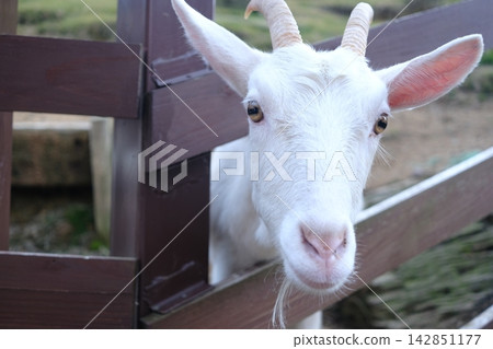 A goat that takes a face out of the fence 142851177