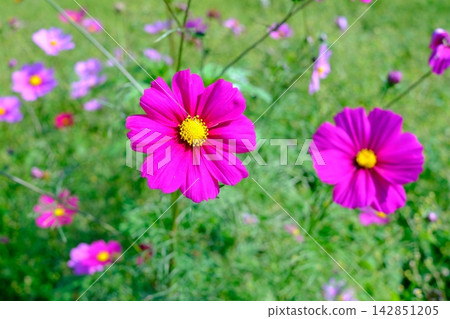 Landscape with cosmos flower Landscape with cosmos flower 142851205