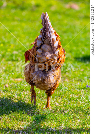 Brown Chicken Walking in Sunlit Grassy Field Brown Chicken Walking in Sunlit Grassy Field 142851214
