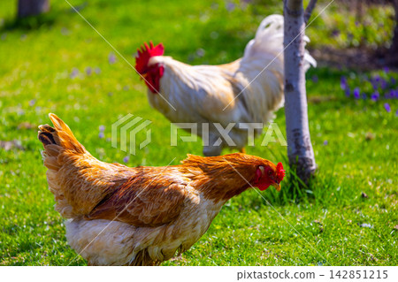 Close-up of Two free-range grass-fed Chickens in a Sunny Grassy Field Close-up of Two free-range grass-fed Chickens in a Sunny Grassy Field 142851215
