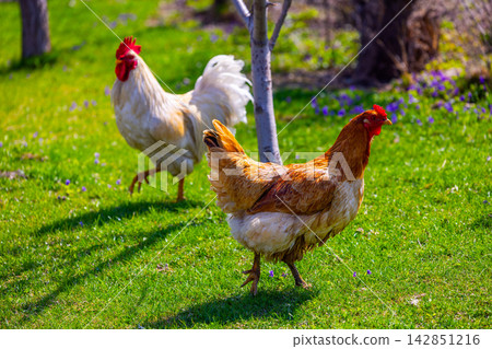 free-range grass-fed Chickens Walking on Green Lawn with Purple Flowers free-range grass-fed Chickens Walking on Green Lawn with Purple Flowers 142851216