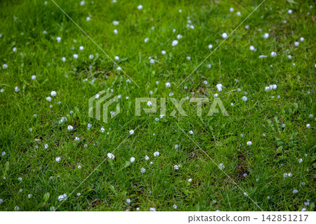Hailstones scattered on green grass lawn Hailstones scattered on green grass lawn 142851217