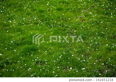 Lush Green Lawn with Scattered White Round Hailstones Lush Green Lawn with Scattered White Round Hailstones 142851218