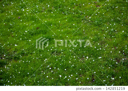 Hailstones on Lush Green Grass Lawn in Kyrgyzstan Hailstones on Lush Green Grass Lawn in Kyrgyzstan 142851219