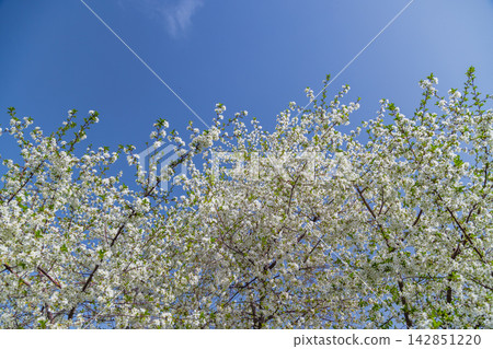 Flowering Cherry Tree Against Clear Blue Sky in Kyrgyzstan 142851220