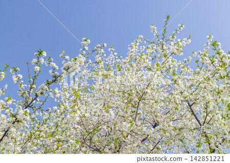 Blooming Tree with White Flowers Against Clear Blue Sky 142851221