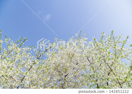 Blooming Tree Branches with White Flowers Against Clear Blue Sky 142851222