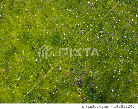 Hailstones scattered on a vibrant green lawn Hailstones scattered on a vibrant green lawn 142851242