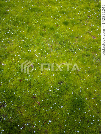 Close-Up of White Hailstones on Green Grass Lawn Close-Up of White Hailstones on Green Grass Lawn 142851243