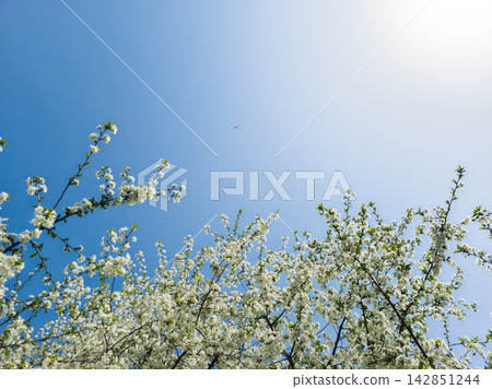 Flowering Cherry Tree Branches Against Bright Blue Sky Flowering Cherry Tree Branches Against Bright Blue Sky 142851244