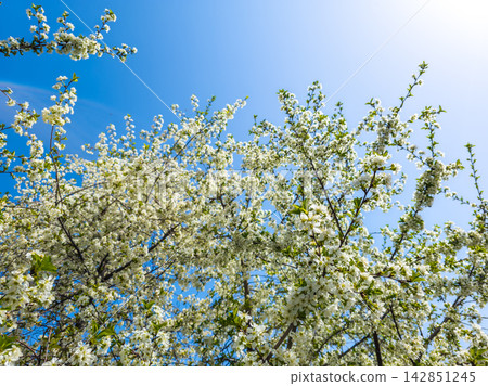 Blooming Cherry Tree with White Flowers Under Clear Blue Sky Blooming Cherry Tree with White Flowers Under Clear Blue Sky 142851245