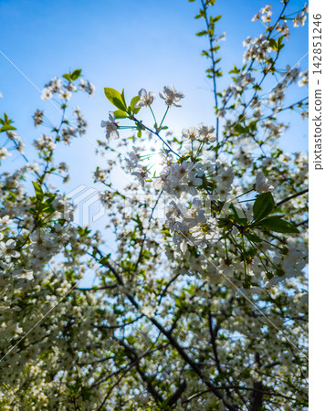 Flowering Tree Branches Against Bright Blue Sky Flowering Tree Branches Against Bright Blue Sky 142851246