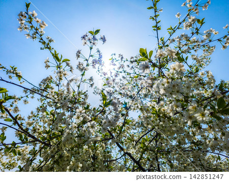 Blooming White Flowers Under Bright Blue Sky Blooming White Flowers Under Bright Blue Sky 142851247