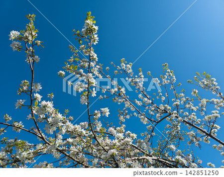 Blooming Tree Branches Against Clear Blue Sky Blooming Tree Branches Against Clear Blue Sky 142851250