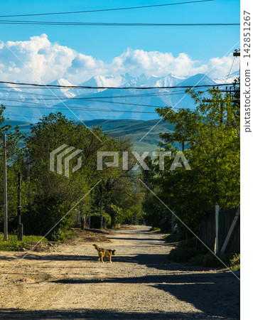 Dog Walking on Dirt Road in Rural Kyrgyzstan Dog Walking on Dirt Road in Rural Kyrgyzstan 142851267