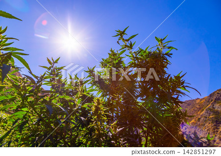 Flowering Cannabis Plants Against Bright Blue Sky Flowering Cannabis Plants Against Bright Blue Sky 142851297