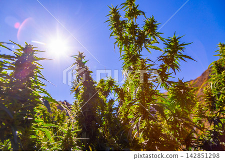 Cannabis plants growing outdoors in bright sunlight Cannabis plants growing outdoors in bright sunlight 142851298