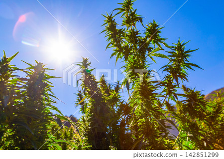 Mature Cannabis Plants Under Bright Sunlight Mature Cannabis Plants Under Bright Sunlight 142851299