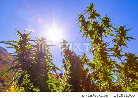 Cluster of Cannabis Plants Under Bright Sunlight Cluster of Cannabis Plants Under Bright Sunlight 142851300