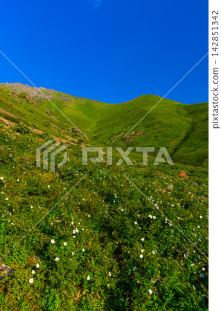 Lush mountain slope with white wildflowers under blue sky Lush mountain slope with white wildflowers under blue sky 142851342