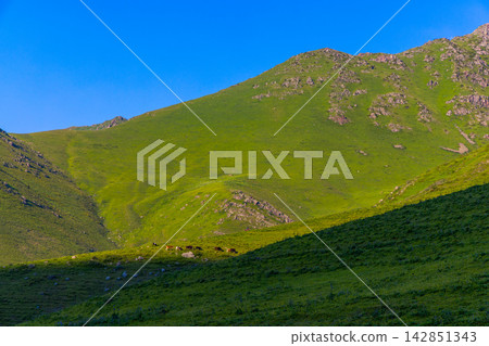 Mountain Landscape with Grazing Cattle in Kyrgyzstan Mountain Landscape with Grazing Cattle in Kyrgyzstan 142851343