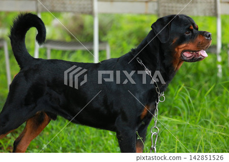 Purebred Black Rottweiler Dog Standing Outdoors in Green Lawn Garden Purebred Black Rottweiler Dog Standing Outdoors in Green Lawn Garden 142851526
