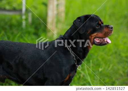 Purebred Black Rottweiler Dog Standing Outdoors in Green Lawn Garden Purebred Black Rottweiler Dog Standing Outdoors in Green Lawn Garden 142851527