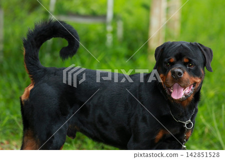 Purebred Black Rottweiler Dog Standing Outdoors in Green Lawn Garden Purebred Black Rottweiler Dog Standing Outdoors in Green Lawn Garden 142851528