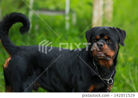 Purebred Black Rottweiler Dog Standing Outdoors in Green Lawn Garden Purebred Black Rottweiler Dog Standing Outdoors in Green Lawn Garden 142851529