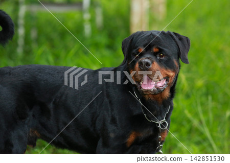 Purebred Black Rottweiler Dog Standing Outdoors in Green Lawn Garden Purebred Black Rottweiler Dog Standing Outdoors in Green Lawn Garden 142851530