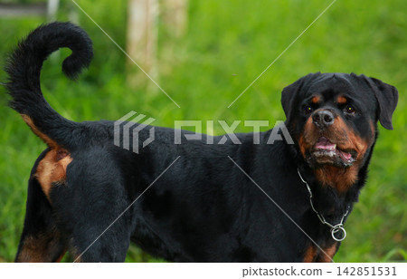 Purebred Black Rottweiler Dog Standing Outdoors in Green Lawn Garden Purebred Black Rottweiler Dog Standing Outdoors in Green Lawn Garden 142851531
