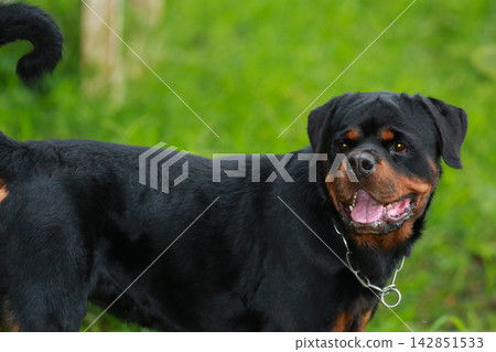 Purebred Black Rottweiler Dog Standing Outdoors in Green Lawn Garden Purebred Black Rottweiler Dog Standing Outdoors in Green Lawn Garden 142851533