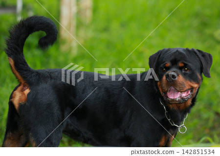 Purebred Black Rottweiler Dog Standing Outdoors in Green Lawn Garden Purebred Black Rottweiler Dog Standing Outdoors in Green Lawn Garden 142851534