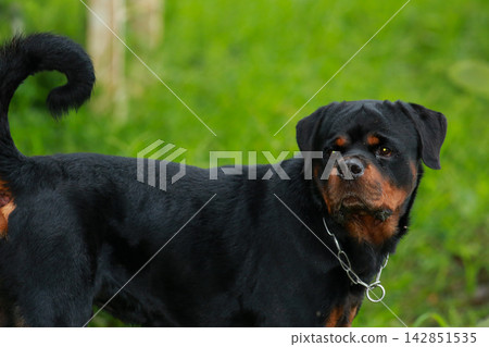 Purebred Black Rottweiler Dog Standing Outdoors in Green Lawn Garden Purebred Black Rottweiler Dog Standing Outdoors in Green Lawn Garden 142851535