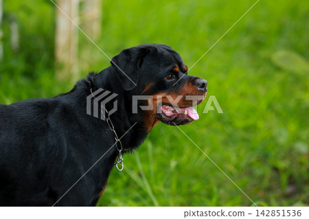 Purebred Black Rottweiler Dog Standing Outdoors in Green Lawn Garden Purebred Black Rottweiler Dog Standing Outdoors in Green Lawn Garden 142851536