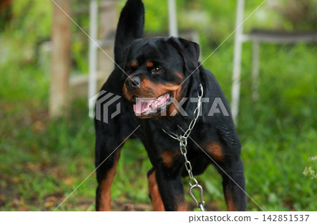 Purebred Black Rottweiler Dog Standing Outdoors in Green Lawn Garden Purebred Black Rottweiler Dog Standing Outdoors in Green Lawn Garden 142851537