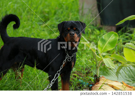 Purebred Black Rottweiler Dog Standing Outdoors in Green Lawn Garden Purebred Black Rottweiler Dog Standing Outdoors in Green Lawn Garden 142851538