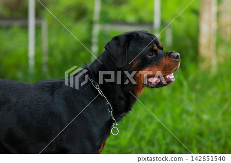 Purebred Black Rottweiler Dog Standing Outdoors in Green Lawn Garden Purebred Black Rottweiler Dog Standing Outdoors in Green Lawn Garden 142851540