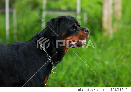 Purebred Black Rottweiler Dog Standing Outdoors in Green Lawn Garden Purebred Black Rottweiler Dog Standing Outdoors in Green Lawn Garden 142851541