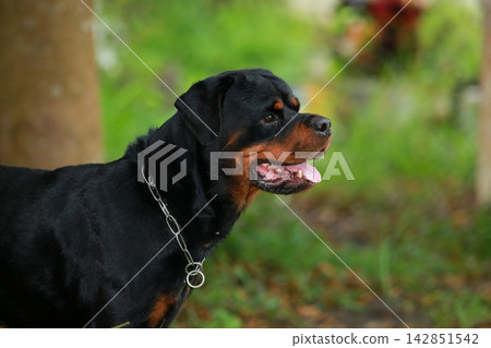 Purebred Black Rottweiler Dog Standing Outdoors in Green Lawn Garden Purebred Black Rottweiler Dog Standing Outdoors in Green Lawn Garden 142851542