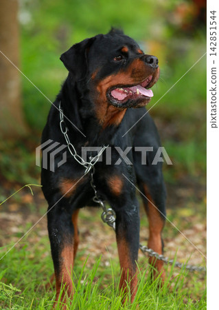 Purebred Black Rottweiler Dog Standing Outdoors in Green Lawn Garden Purebred Black Rottweiler Dog Standing Outdoors in Green Lawn Garden 142851544