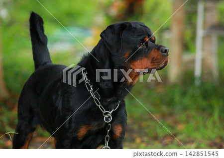 Purebred Black Rottweiler Dog Standing Outdoors in Green Lawn Garden Purebred Black Rottweiler Dog Standing Outdoors in Green Lawn Garden 142851545