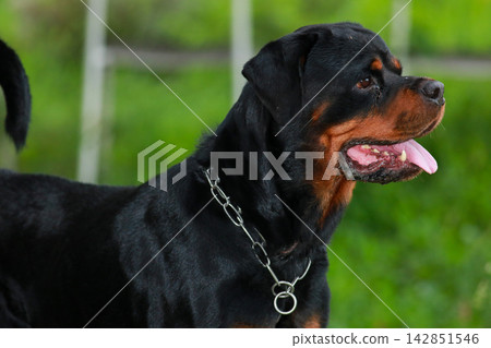 Purebred Black Rottweiler Dog Standing Outdoors in Green Lawn Garden Purebred Black Rottweiler Dog Standing Outdoors in Green Lawn Garden 142851546