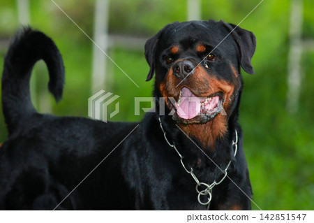 Purebred Black Rottweiler Dog Standing Outdoors in Green Lawn Garden Purebred Black Rottweiler Dog Standing Outdoors in Green Lawn Garden 142851547