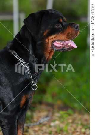 Purebred Black Rottweiler Dog Standing Outdoors in Green Lawn Garden Purebred Black Rottweiler Dog Standing Outdoors in Green Lawn Garden 142851550